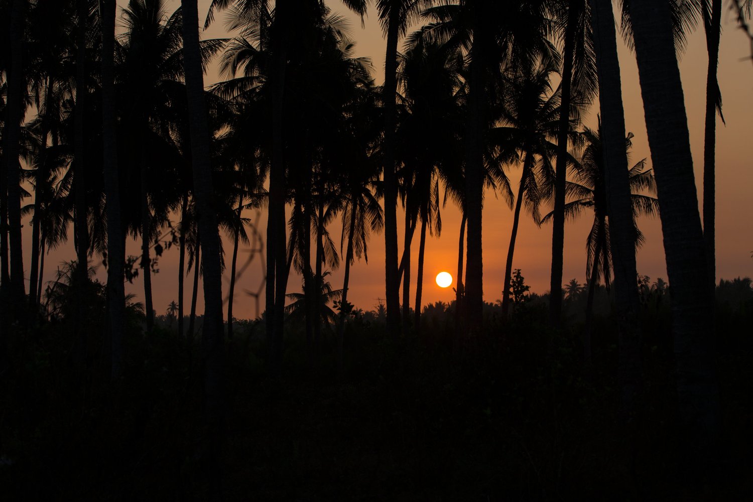 Sunset palm trees tropical silhouette philippines – Landscape
