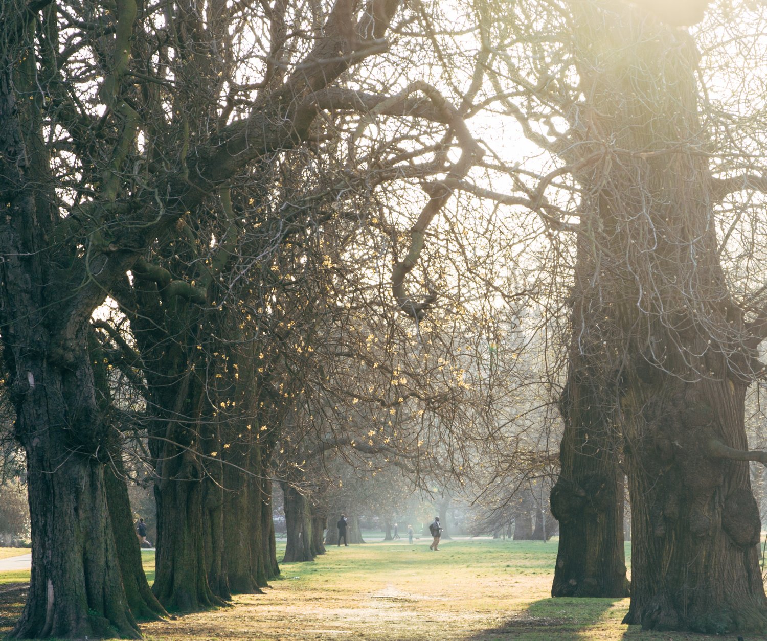 Forest trees fog park path autumn mist – Landscape