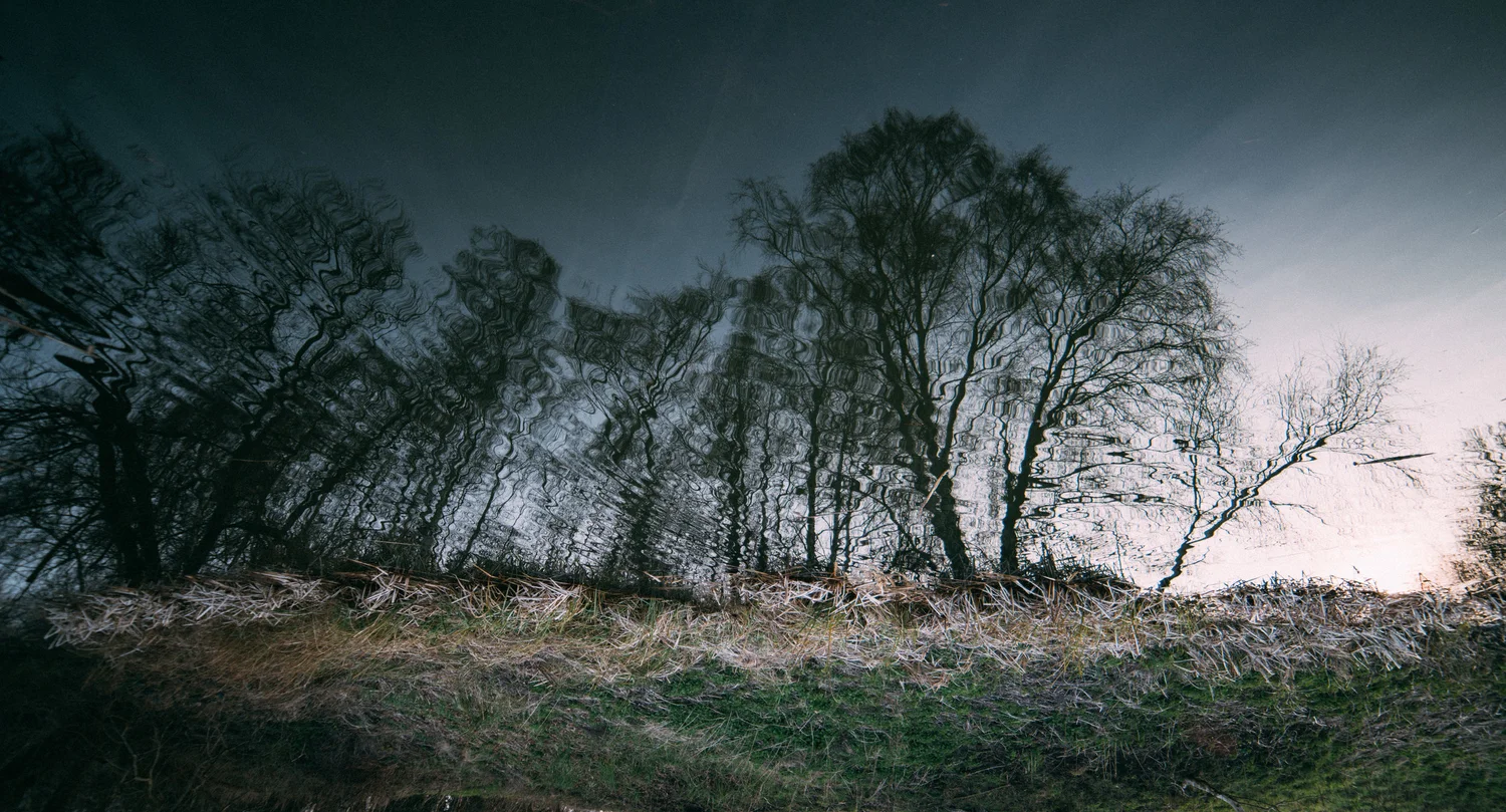 Trees woodland moody dark misty wide – Landscape