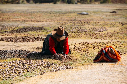 Peru woman harvesting potatoes field traditional andes – Peru