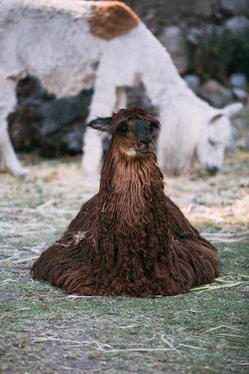 Peru llama alpaca animal – Peru
