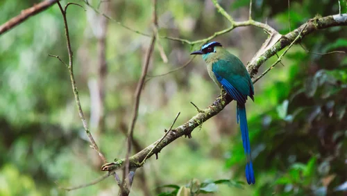 Peru bird colourful jungle wildlife amazon – Peru