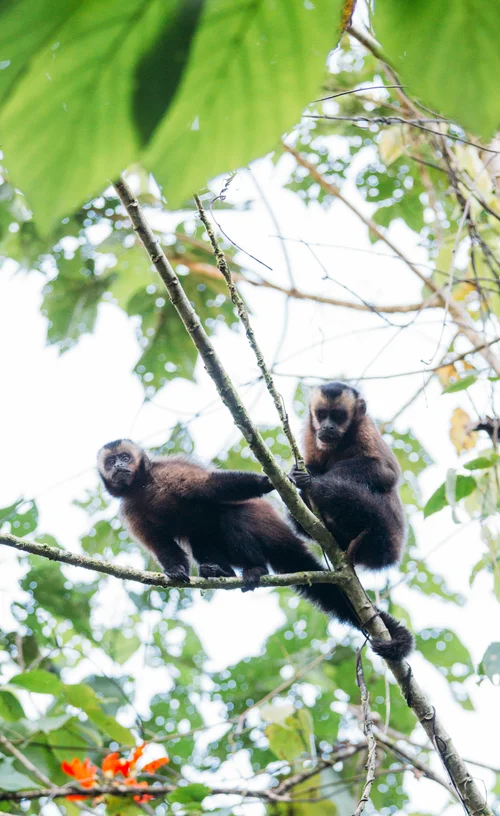 Peru monkey tree jungle wildlife amazon – Peru