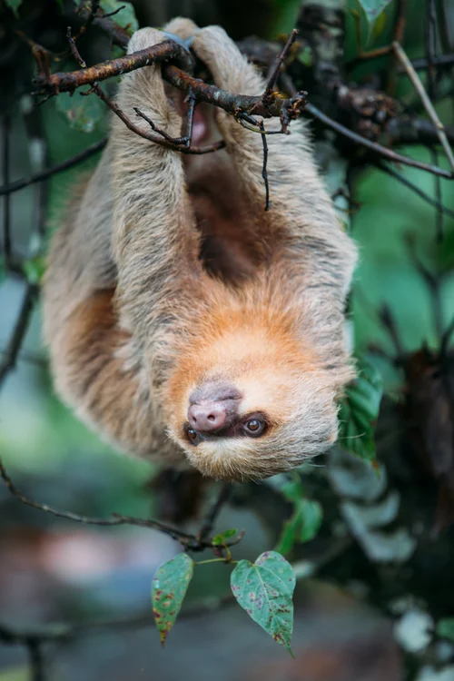 Peru sloth tree jungle wildlife amazon – Peru