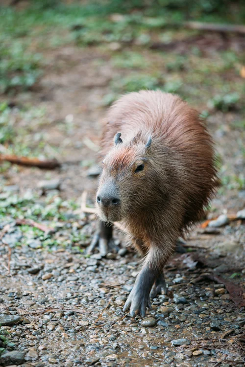 Peru capybara animal wildlife amazon – Peru