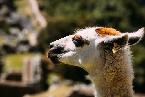 Peru llama alpaca close-up animal – Peru